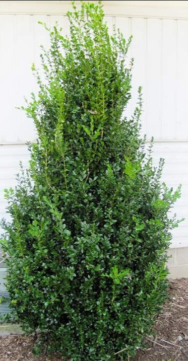 Buxus sempervirens 'Highlander'