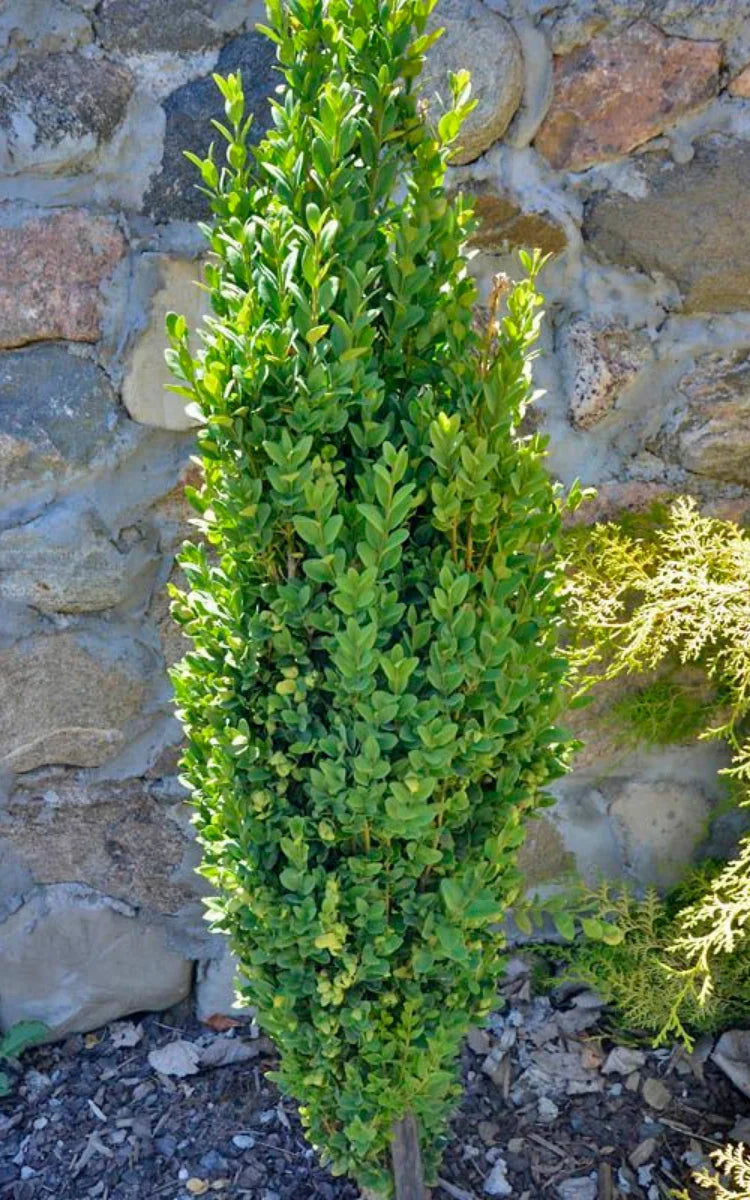 Buxus sempervirens 'Graham Blandy'