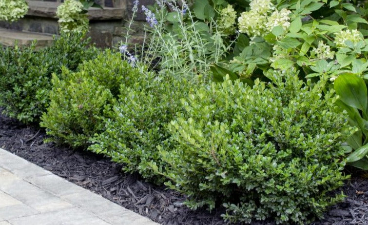 Boxwood, Japanese Miniature 'Little Missy' (Buxus) Globe