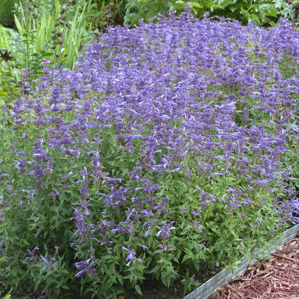 Agastache 'Blue Bayou'