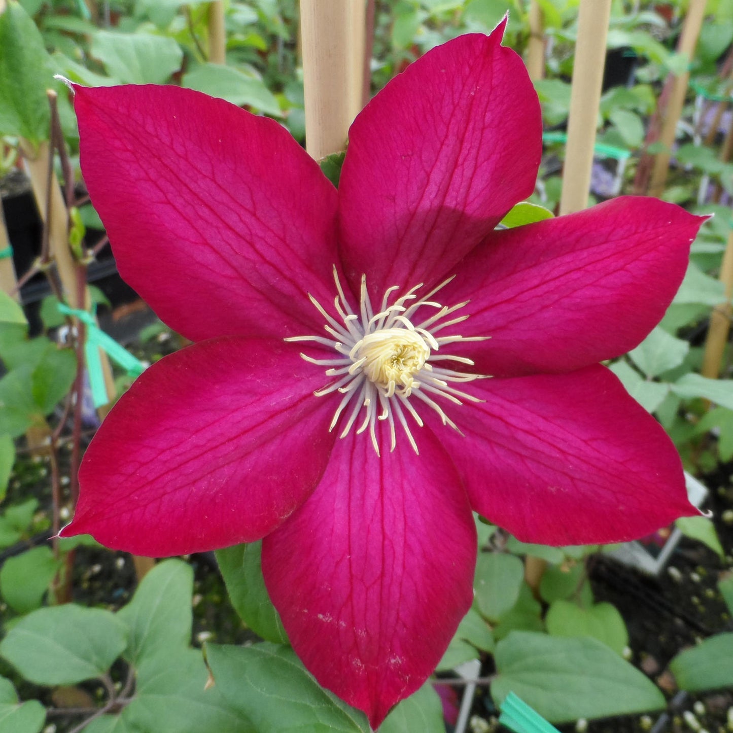 Vine, Clematis 'Bourbon' (Clematis)
