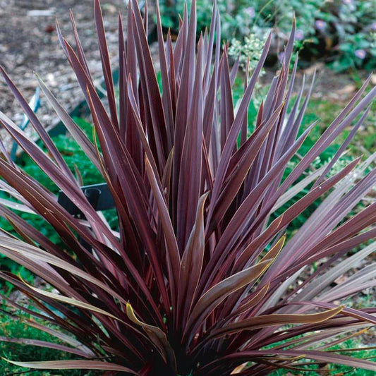 Cordyline australis 'Red Sensation'