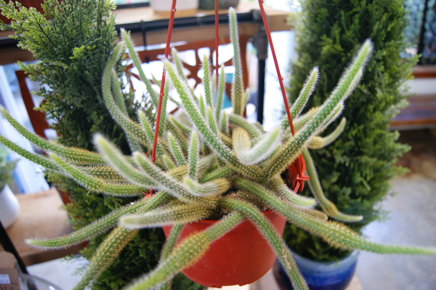 Cactus, Rat Tail (Aporocactus)
