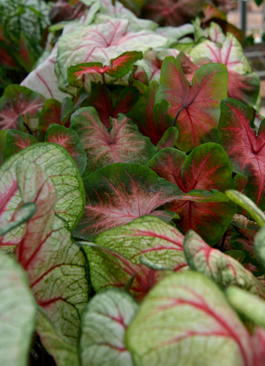 Caladium