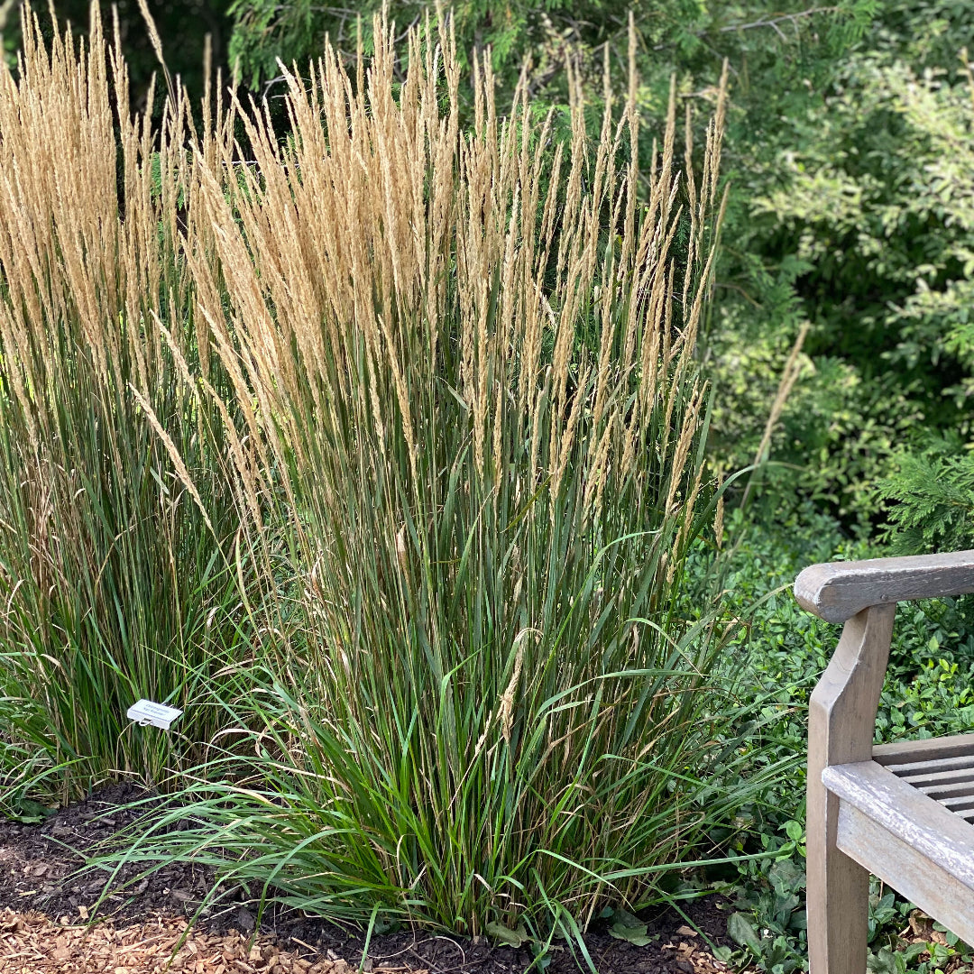 Calamagrostis x acutiflora 'Karl Foerster'