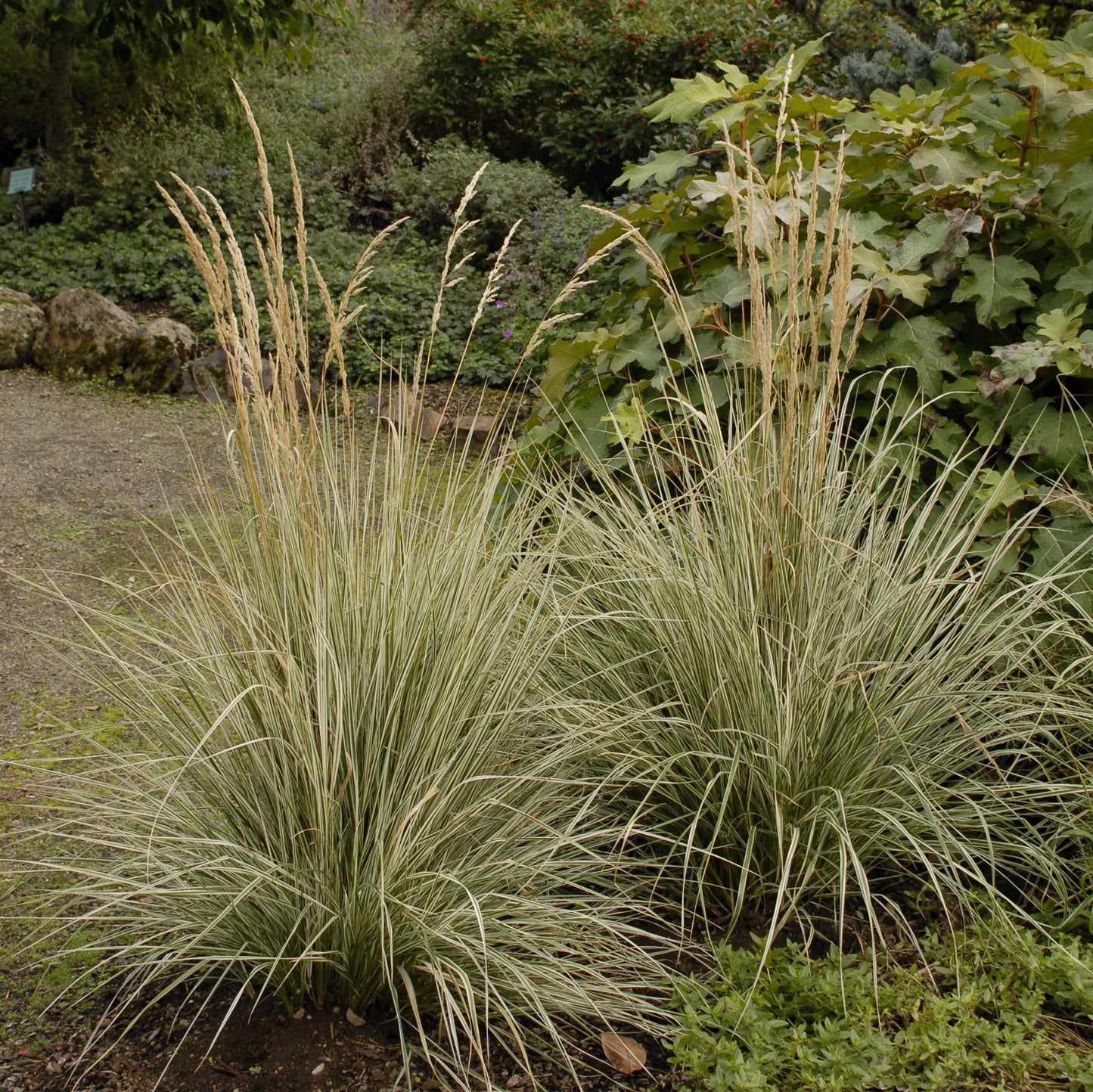 Grass, Feather Reed 'Overdam' (Calamagrostis)