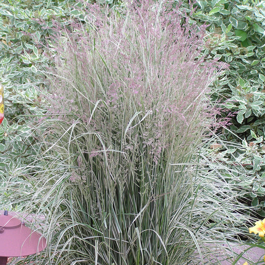Grass, Feather Reed 'Overdam' (Calamagrostis)