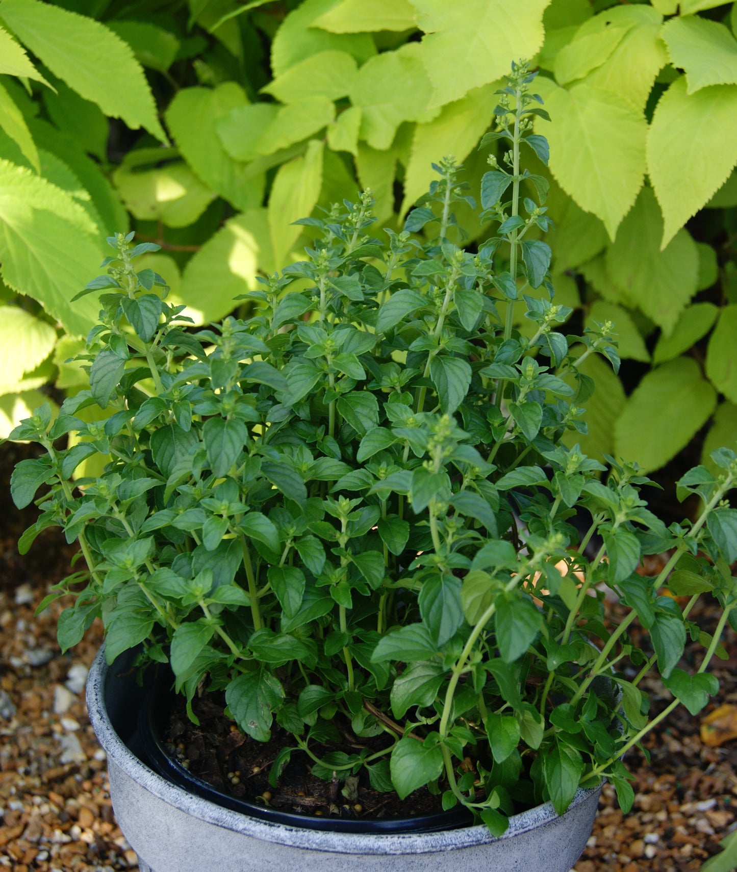 Calamintha nepeta 'Montrose White'