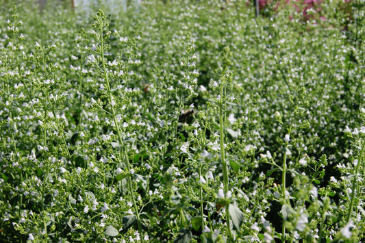 Calamintha nepeta 'Montrose White'