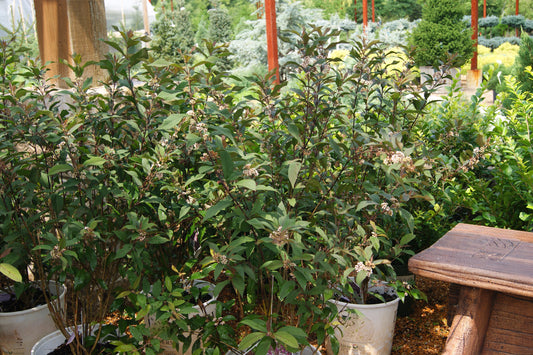 Beautyberry 'Pearl Glam' (Callicarpa)