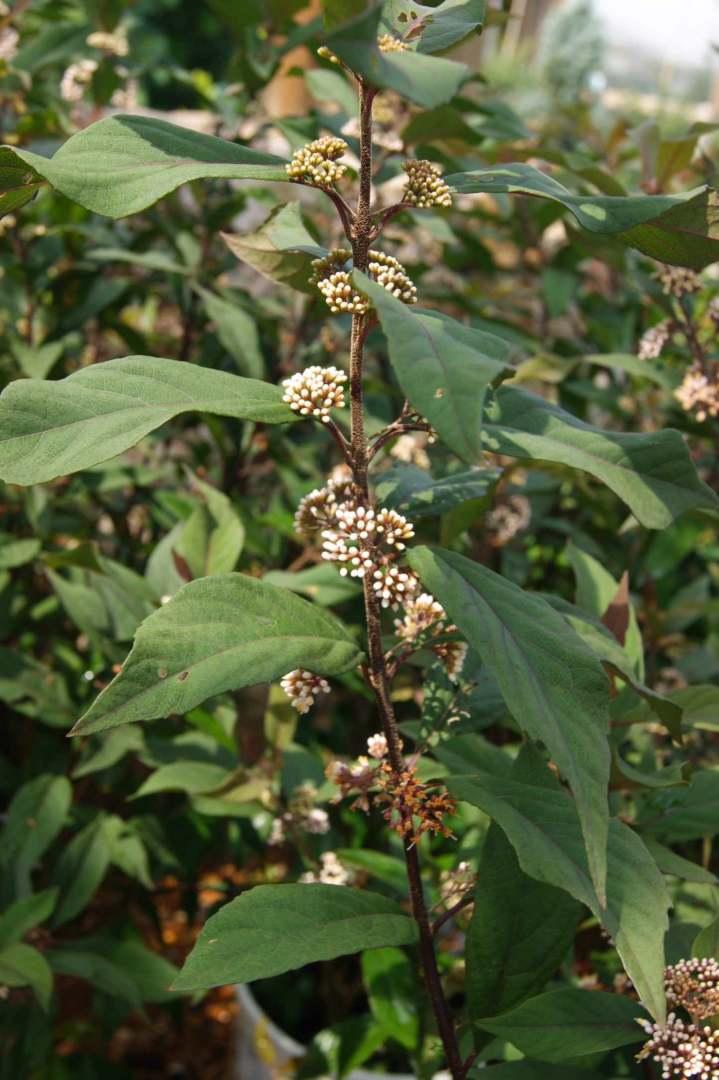 Beautyberry 'Pearl Glam' (Callicarpa)