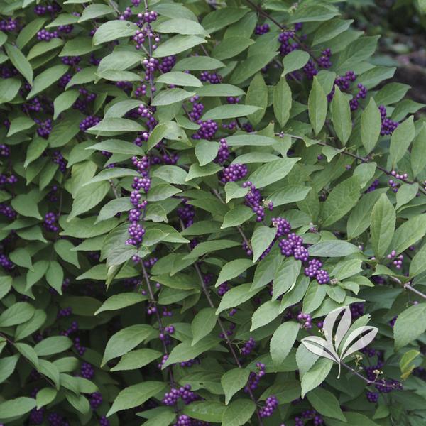 Callicarpa dichotoma 'Purple Pride'