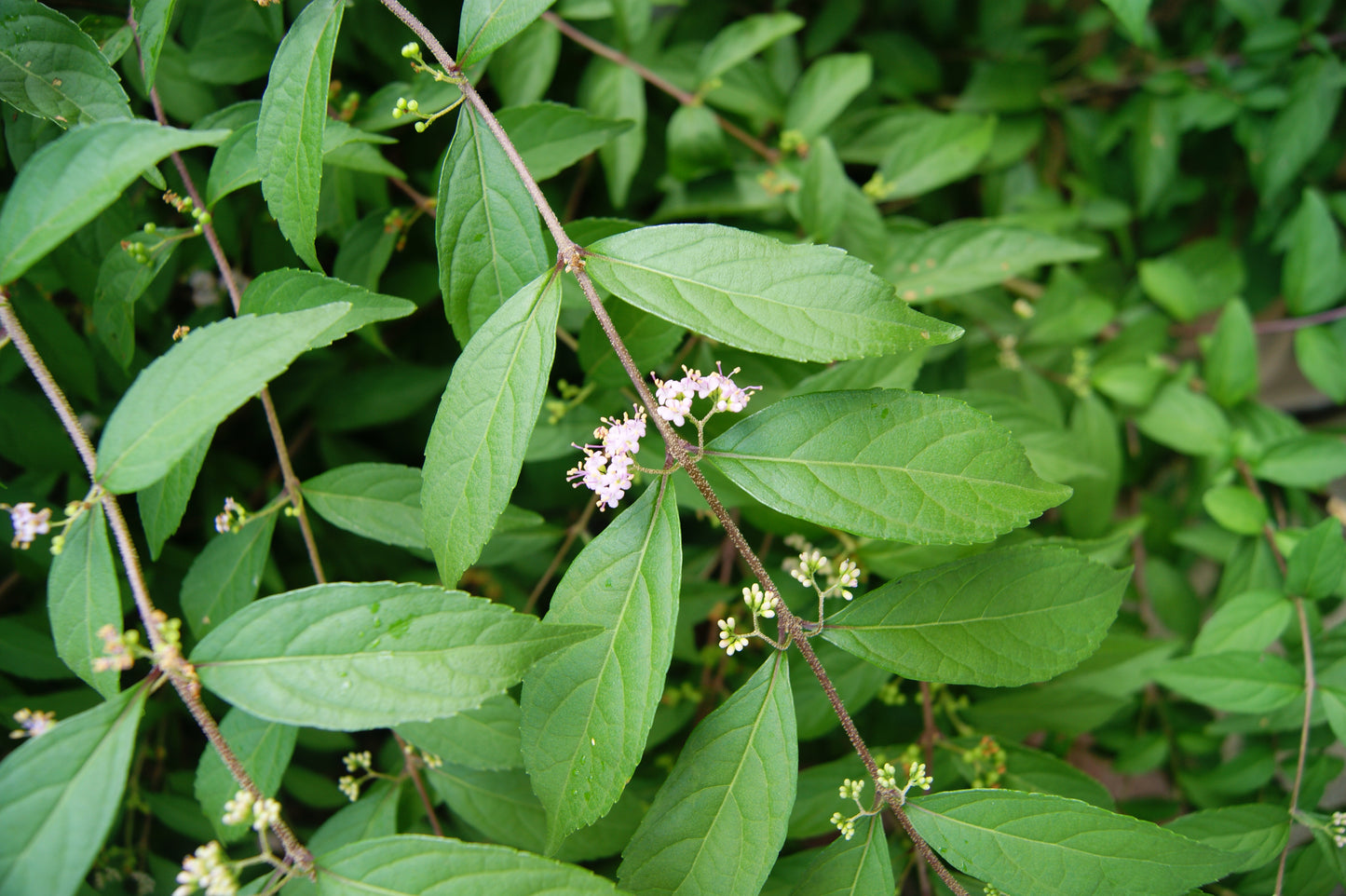 Callicarpa dichotoma 'Purple Pride'