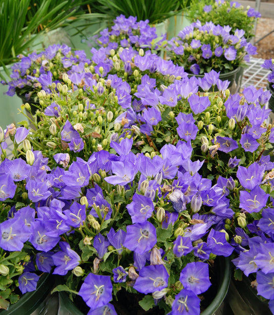 Campanula carpatica 'Pristar Deep Blue'