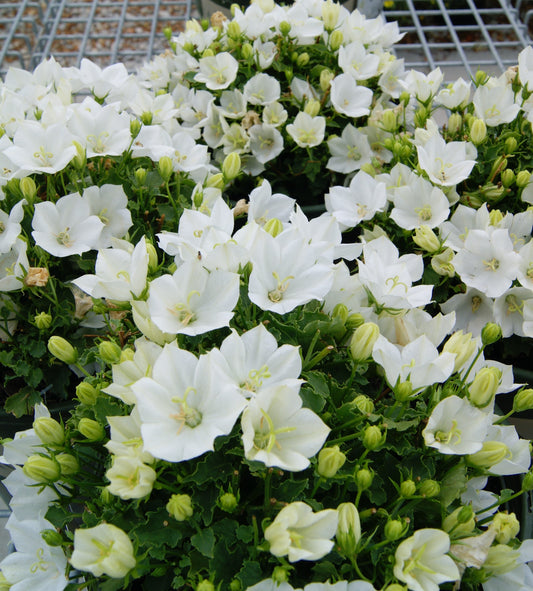 Campanula carpatica 'Pristar Deep White'