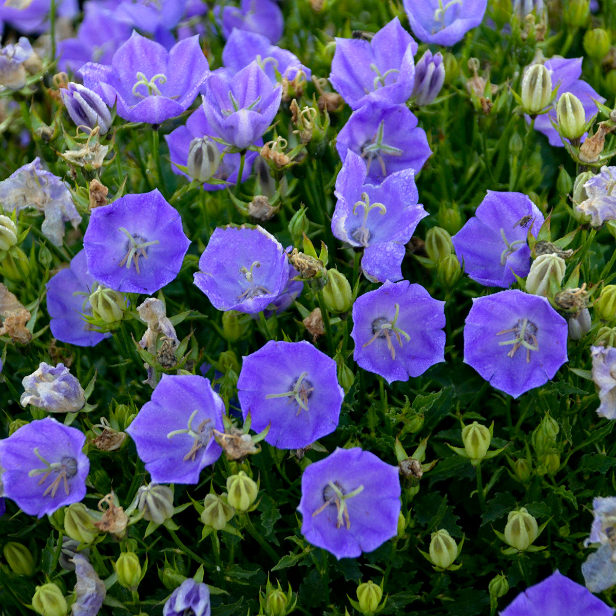 Bellflower, Cupped 'Rapido Blue' (Campanula)