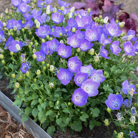 Bellflower, Cupped 'Rapido Blue' (Campanula)