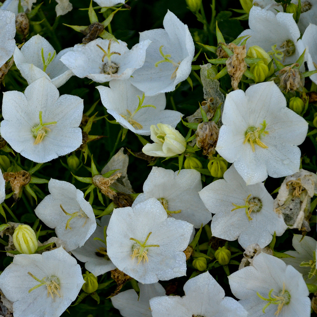 Bellflower, Cupped 'Rapido White' (Campanula)