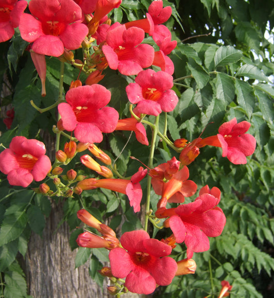 Campsis 'Madame Rosey'