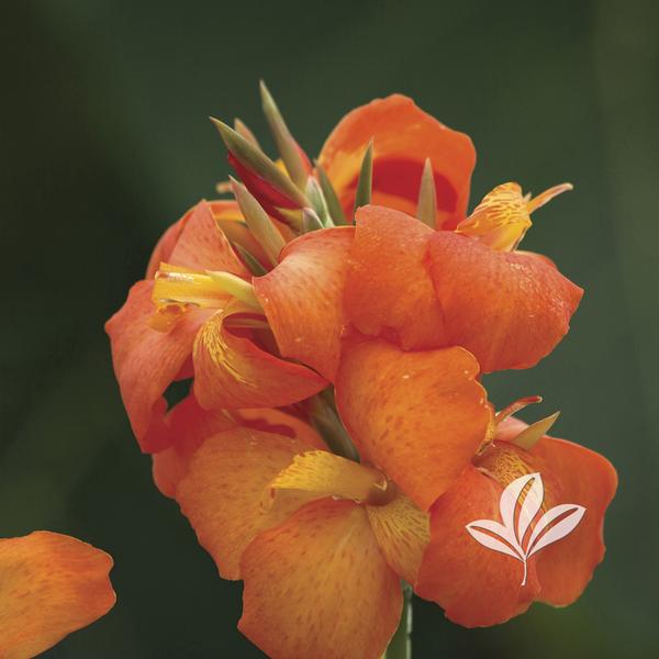 Canna x g. 'Cannova Orange Shades'