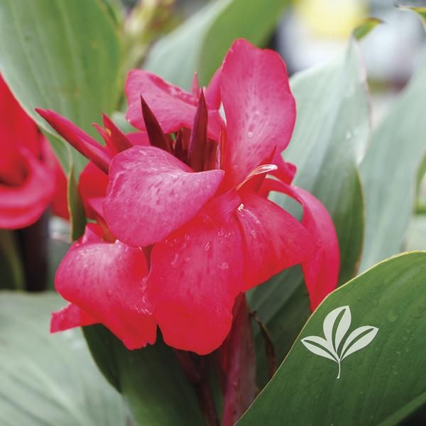 Canna x g. 'Cannova Rose'