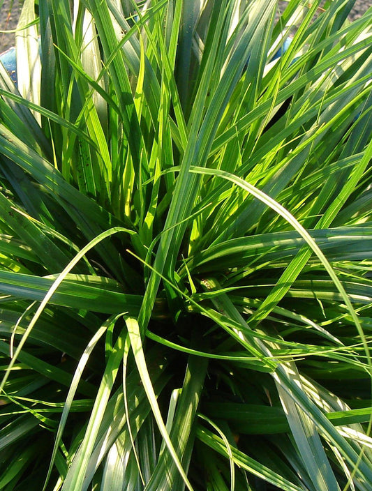 Carex oshimensis 'Everdi'