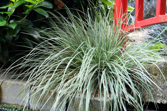 Carex oshimensis 'Everest'