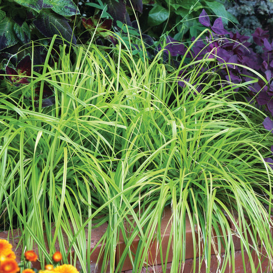 Carex oshimensis 'Everillo'