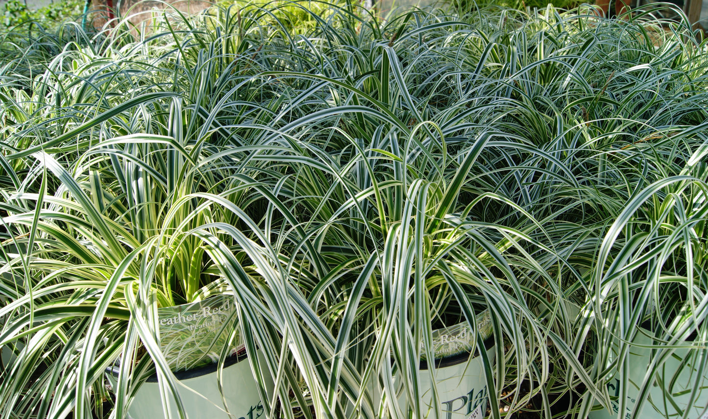 Carex oshimensis 'Feather Falls'