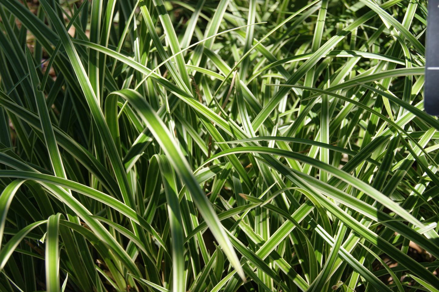 Carex morrowii 'Ice Dance'