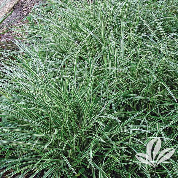 Carex morrowii 'Ice Dance'