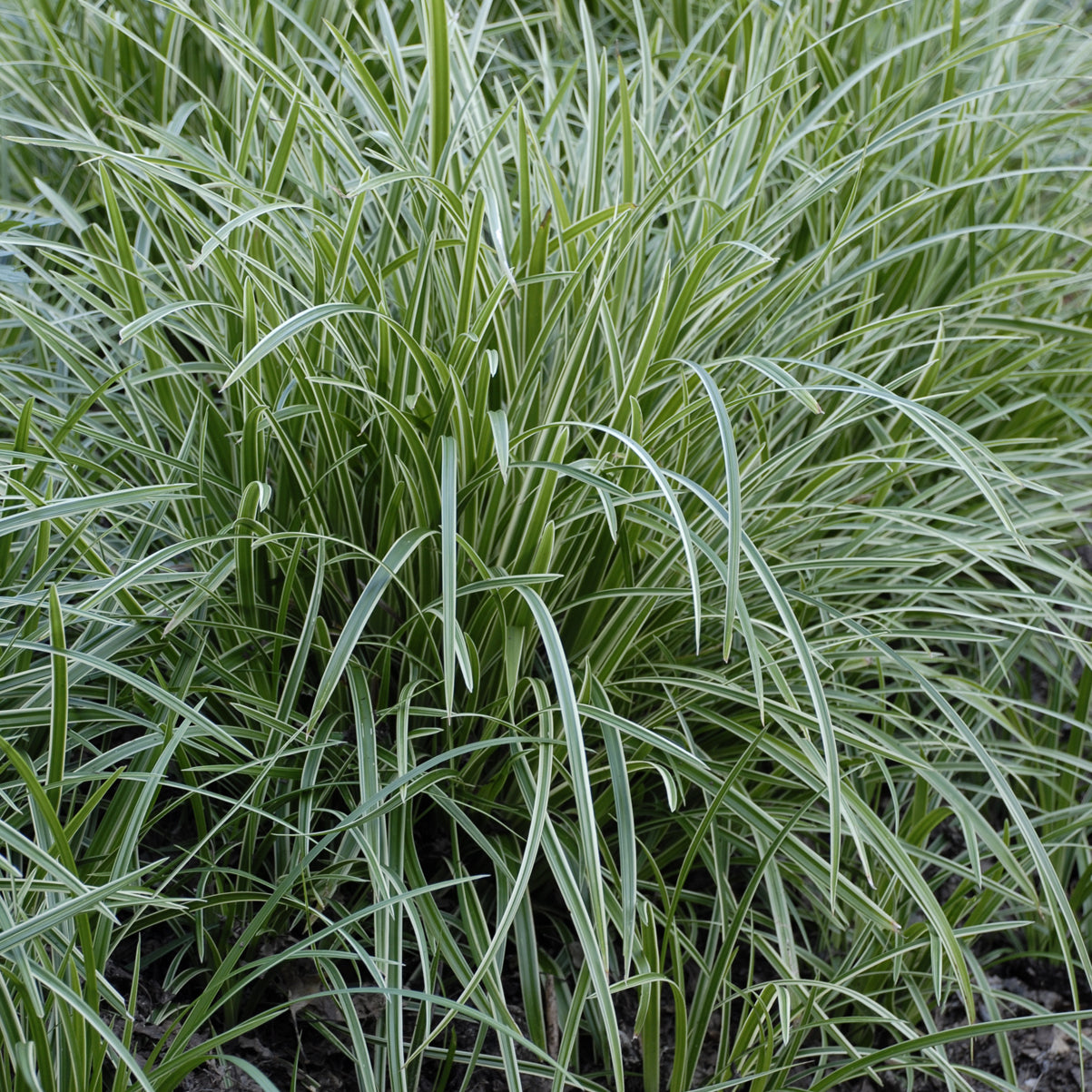 Sedge, Mounding Japanese 'Ice Dance' (Carex)