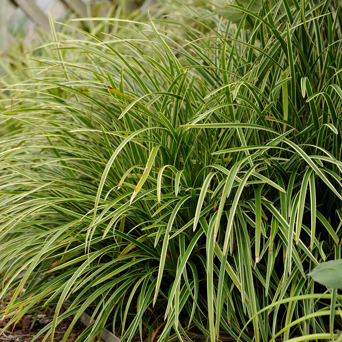 Sedge, Mounding Japanese 'Ice Dance' (Carex)