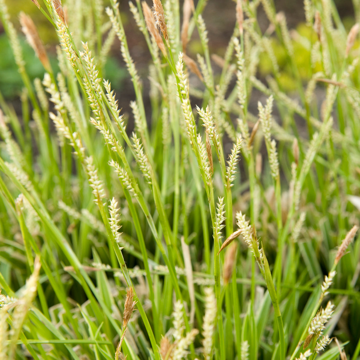 Sedge, Mounding Japanese 'Ice Dance' (Carex)