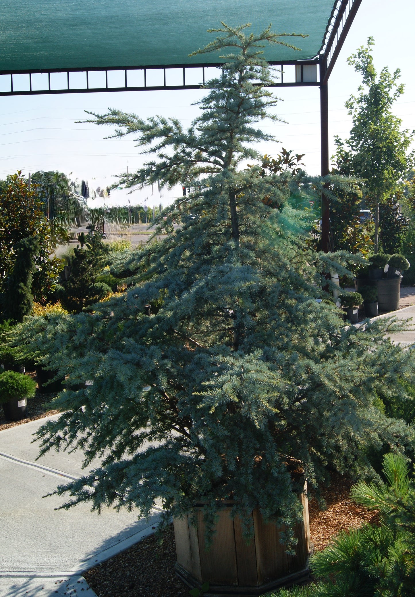 Cedrus atlantica 'Horstmann'