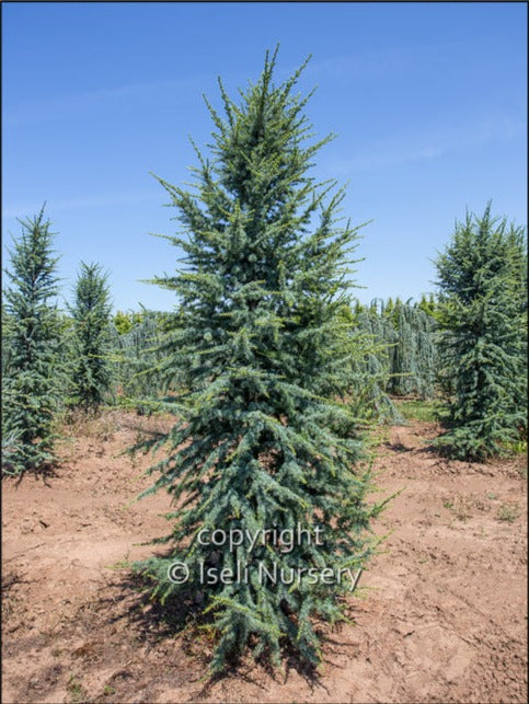 Cedrus a. 'Fastigiata'