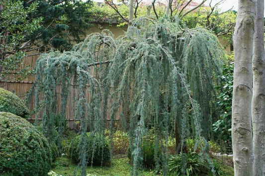 Cedrus a. 'Glauca Pendula'