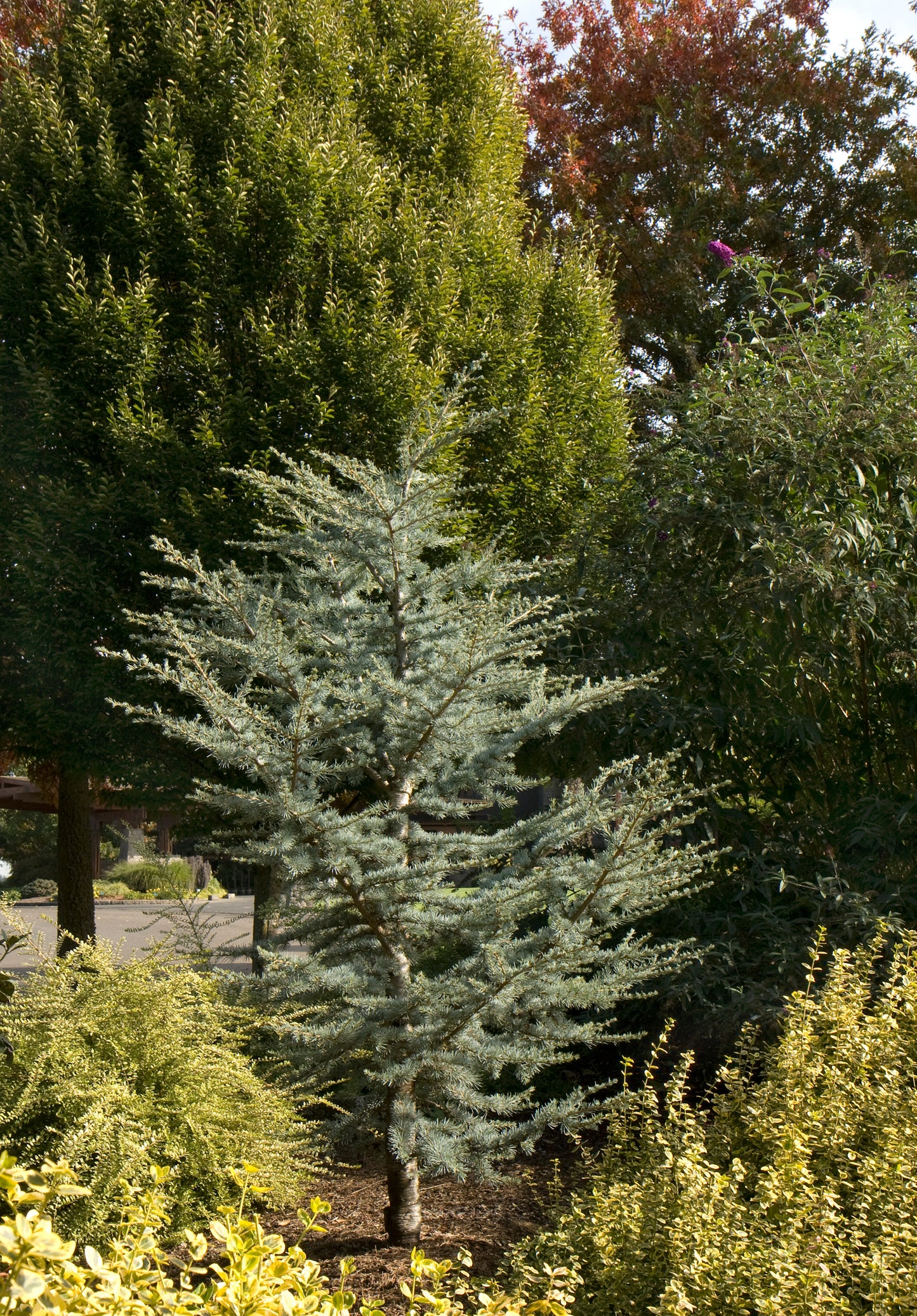 Cedrus atlantica 'Horstmann'