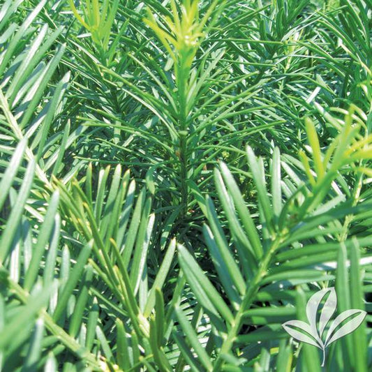 Cephalotaxus h. 'Duke's Garden'