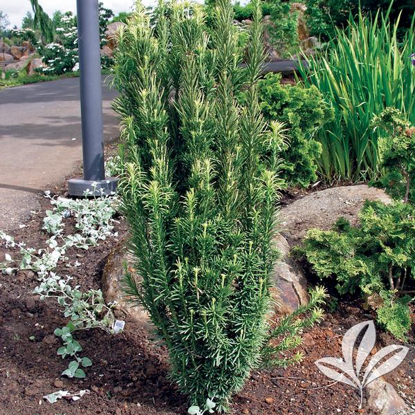 Plum-Yew, Japanese Upright 'Fastigiata' (Cephalotaxus)