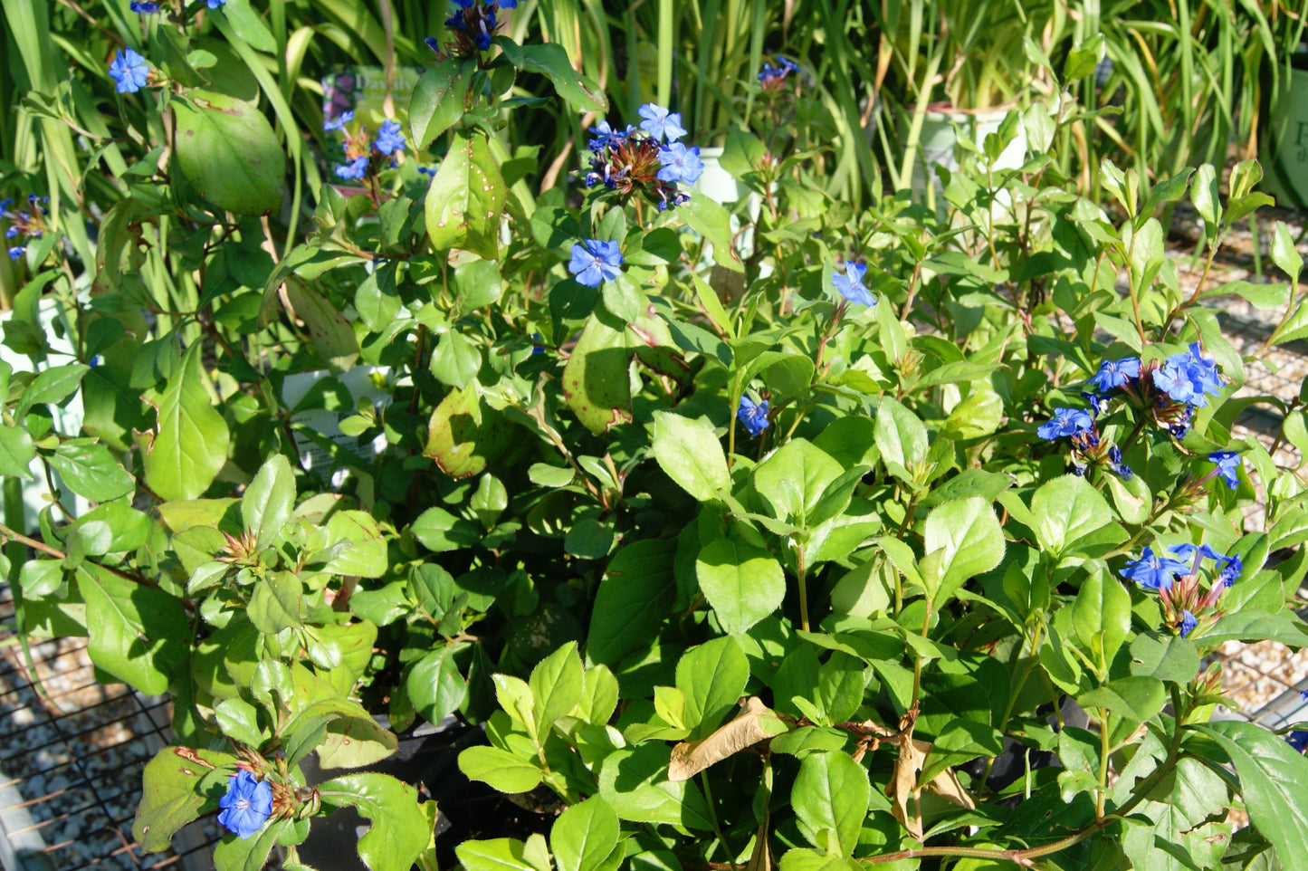 Ceratostigma plumbaginoides