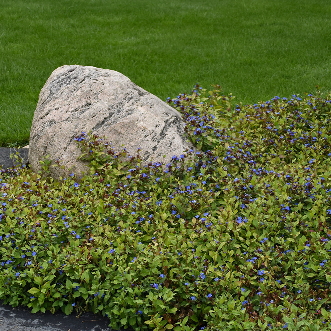 Leadwort (Ceratostigma)