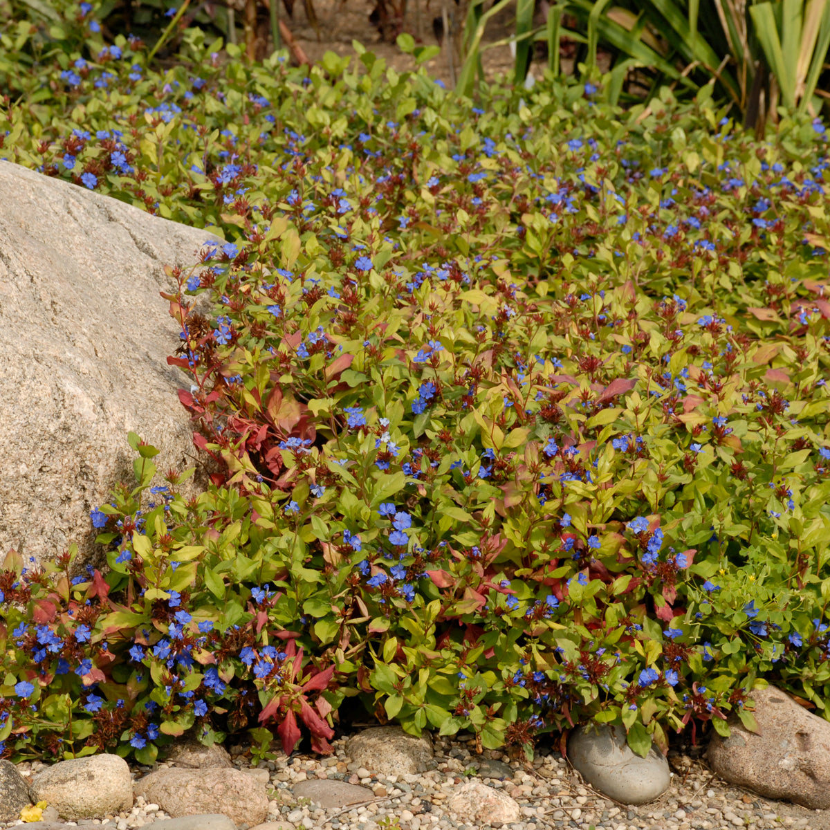 Leadwort (Ceratostigma)