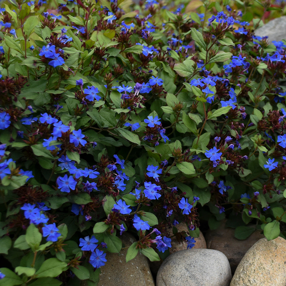 Leadwort (Ceratostigma)