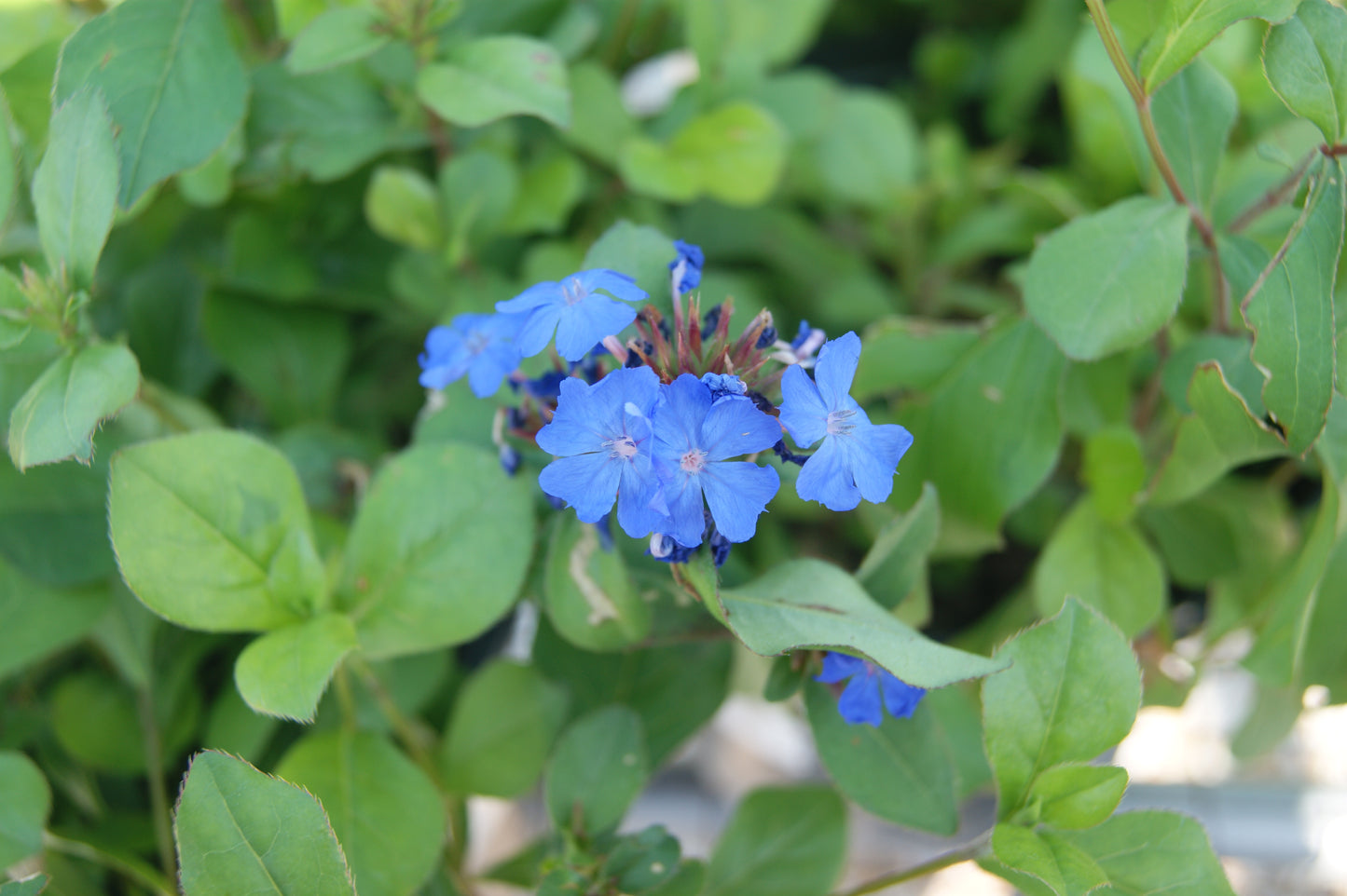 Ceratostigma plumbaginoides