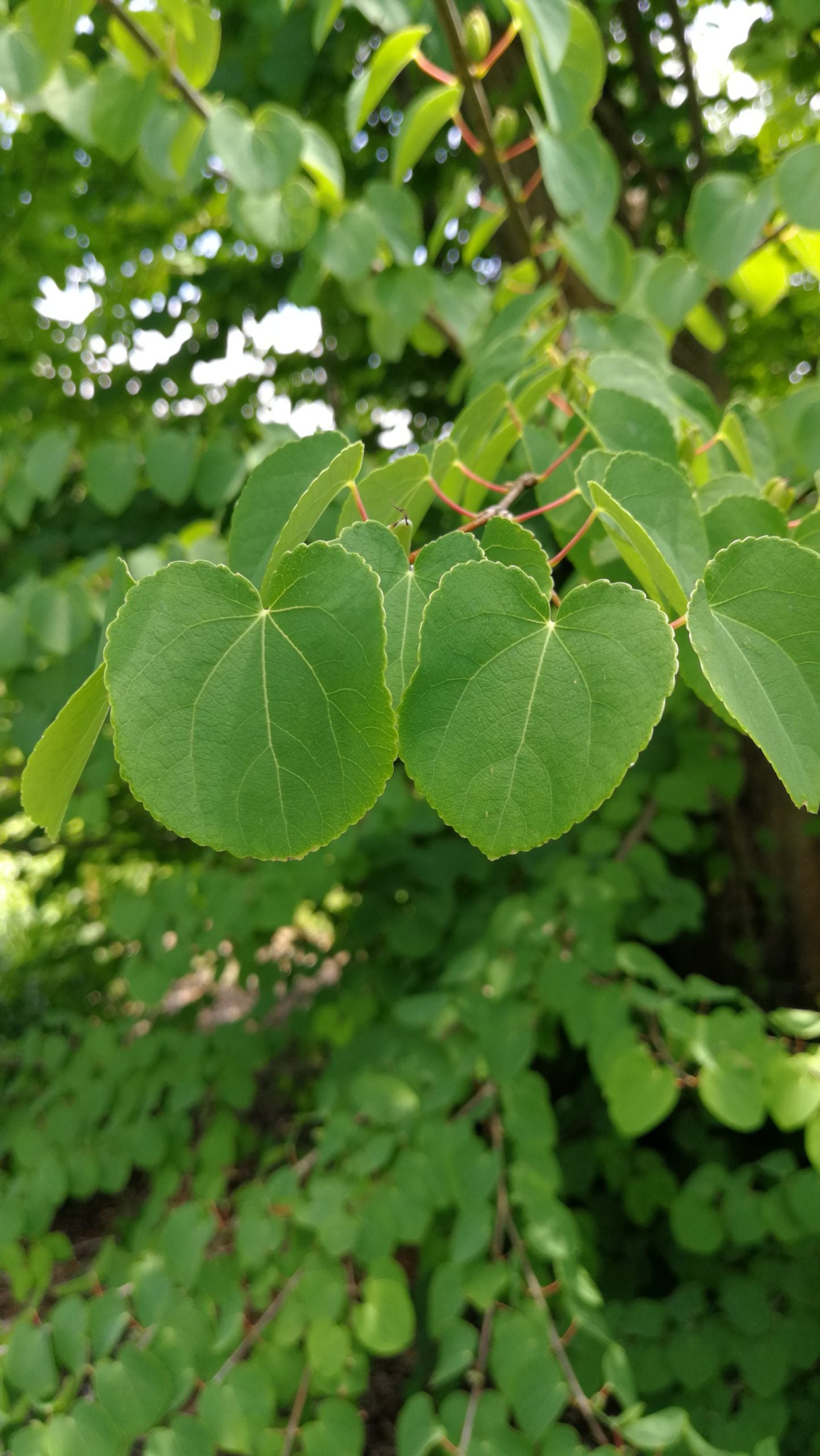 Katsura Tree (Cercidiphyllum)