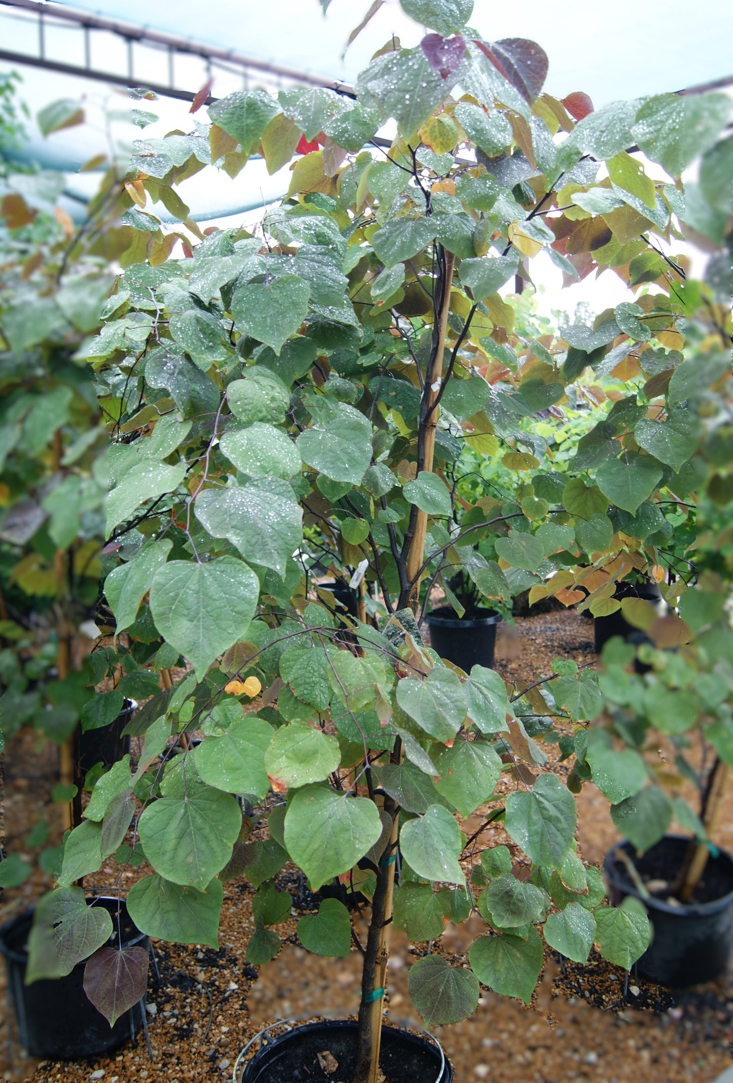 Redbud, Eastern 'Forest Pansy' (Cercis)