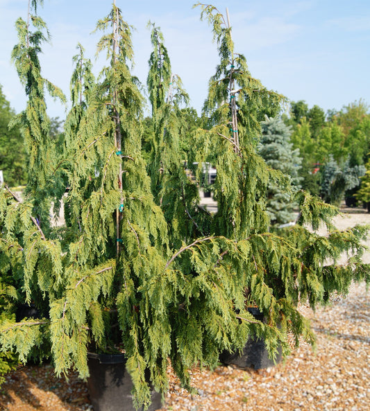 Chamaecyparis nootkatensis 'Glauca Pendula'