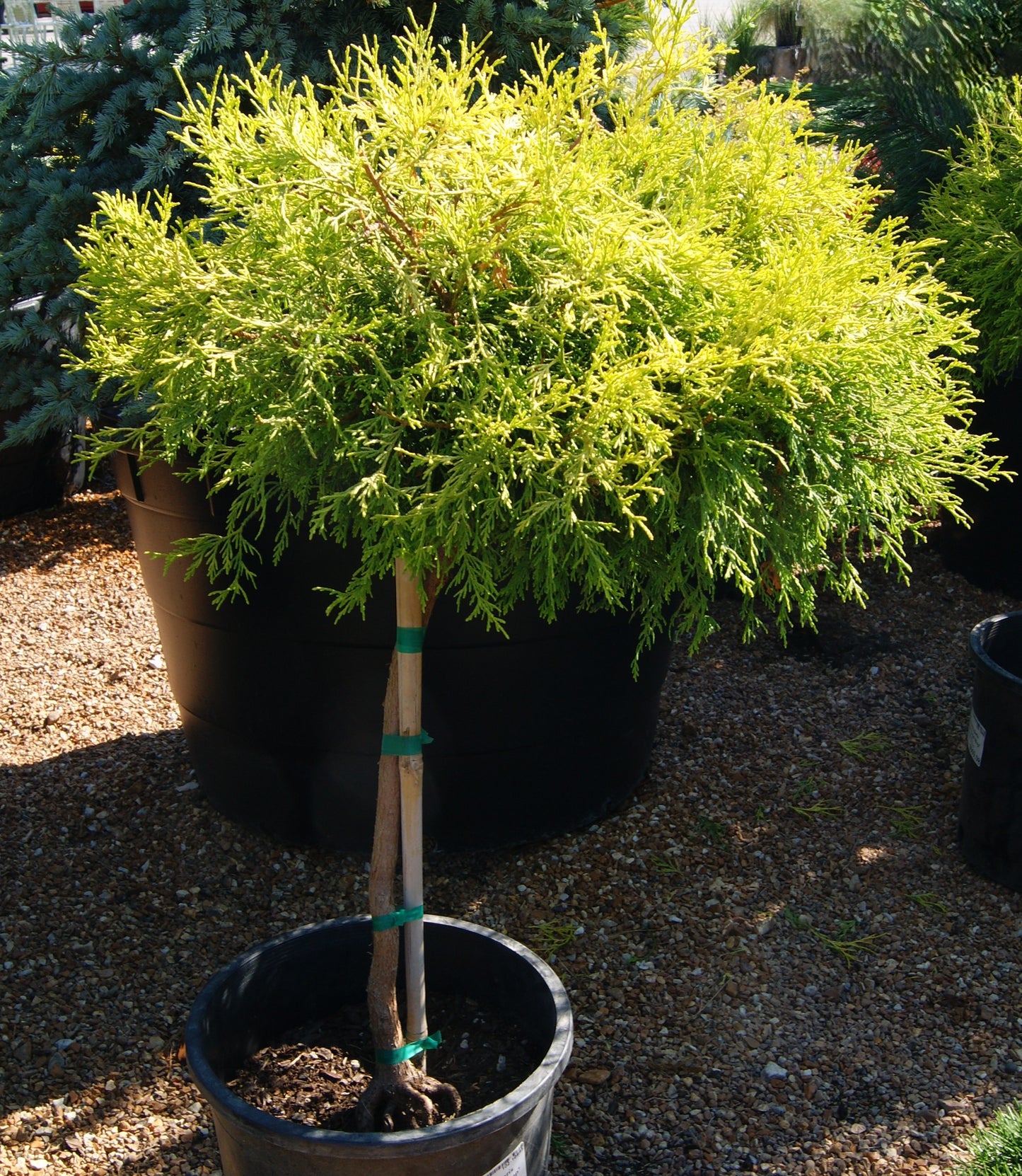 Chamaecyparis pisifera 'Gold Mop'