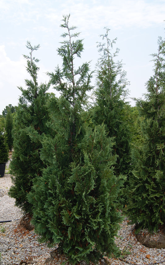 Chamaecyparis nootkatensis 'Pendula'